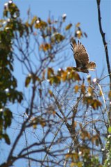 Buteo brachypterus