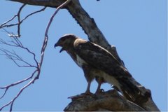 Buteo brachypterus