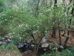 Viburnum stenocalyx