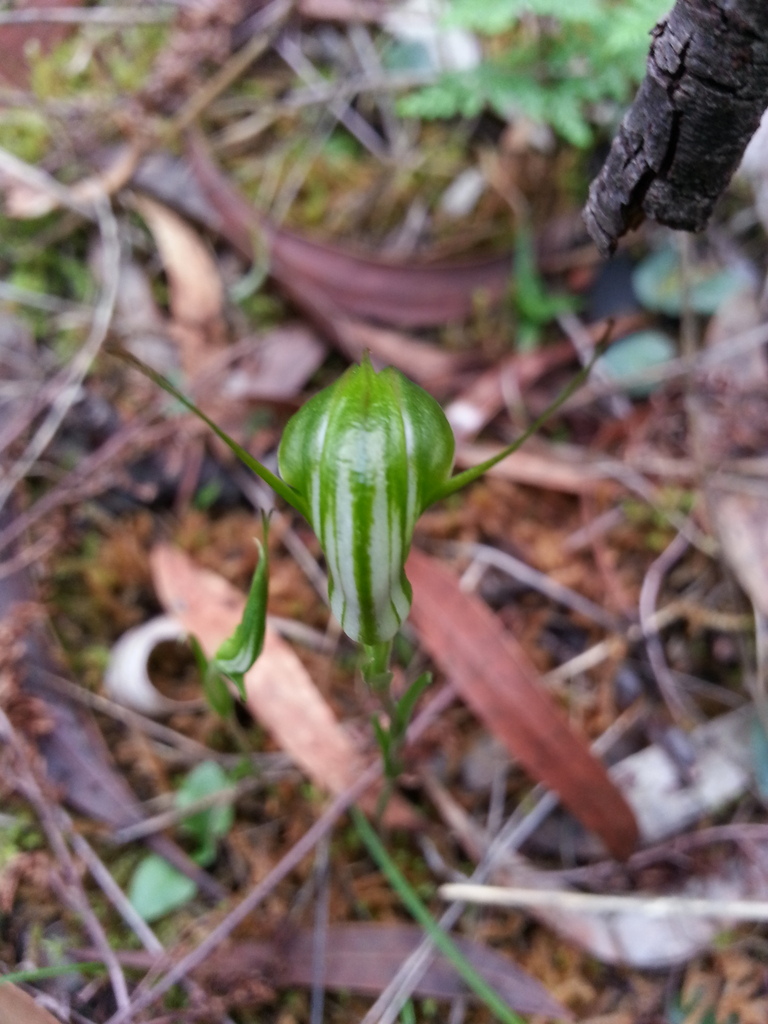 Pterostylis bryophila