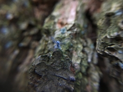 Prociphilus americanus