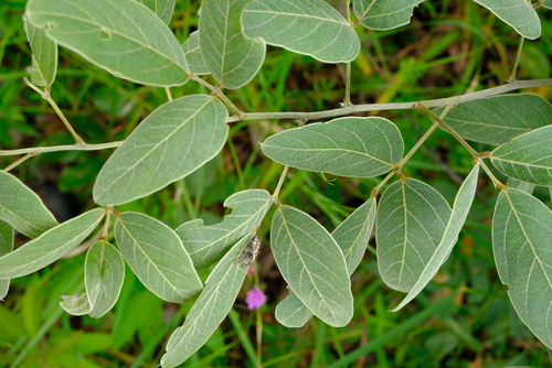 Desmodium tanganyikense