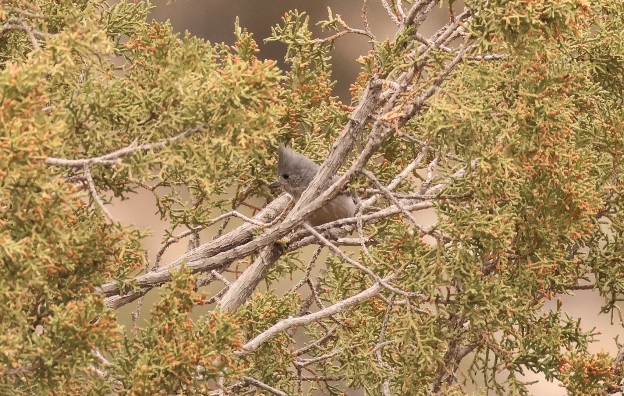 Juniper Titmouse illustration