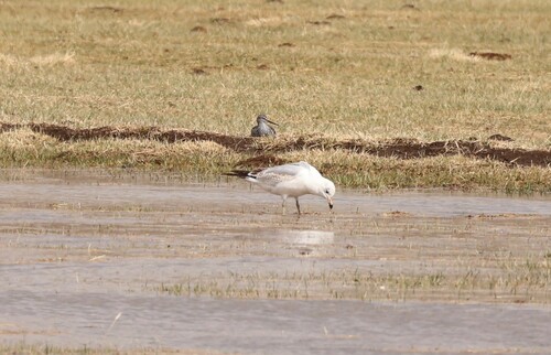 Ring-billed Gull photographed in Colorado