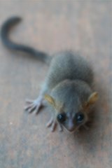 Microcebus danfossi