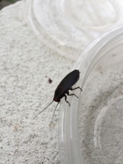 Oxyhaloa deusta