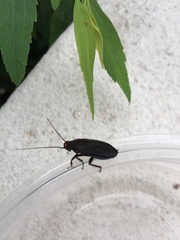 Oxyhaloa deusta