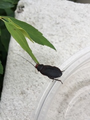 Oxyhaloa deusta