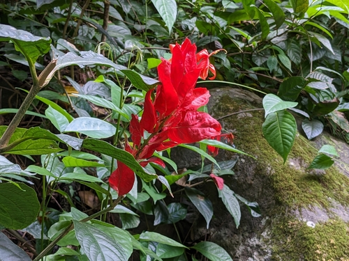 Ruellia chartacea observed 2023-04-14