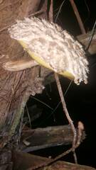 Boletellus ananas image