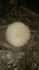 Boletellus ananas image