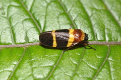 Sphenorhina