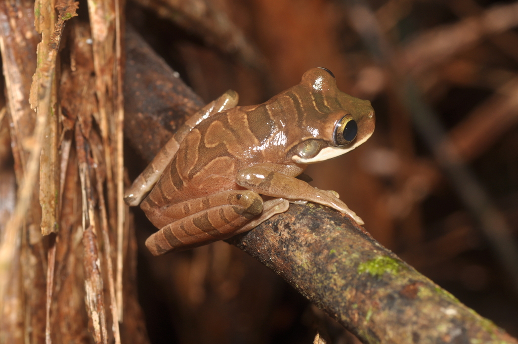Ecuadoran Spiny-Backed Frog