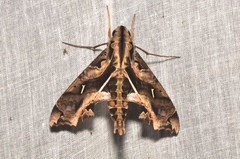 Hemeroplanes triptolemus