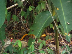 Chironius spixii