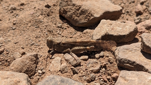 Sphingonotus rubescens