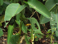 Chironius spixii