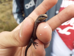 Pholidobolus vertebralis