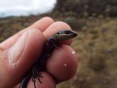 Pholidobolus vertebralis