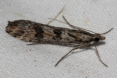 Nomophila corticalis