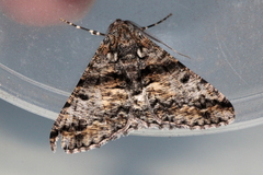 Gastrinodes argoplaca