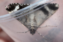 Gastrinodes argoplaca