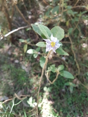 Solanum densevestitum