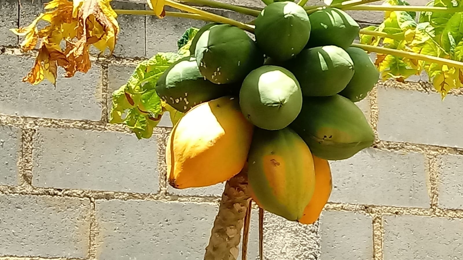 Carica papaya