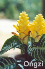 Aphelandra squarrosa