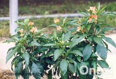 Crossandra infundibuliformis