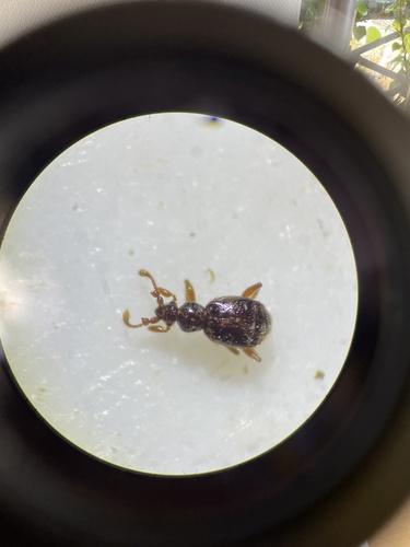 Bryaxis curtisii