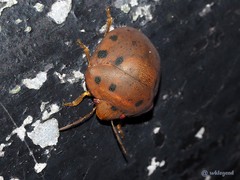 Hyperoncus lateritius