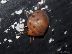 Hyperoncus lateritius
