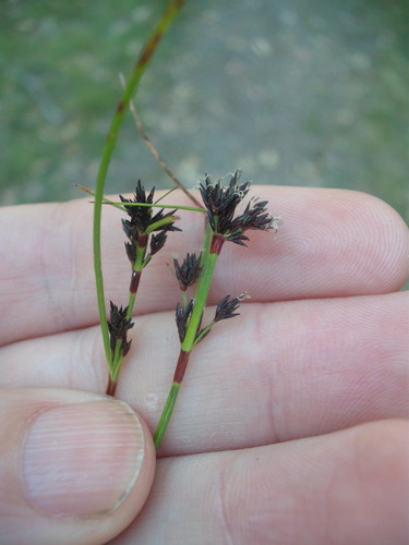 Schoenus apogon iNat (3)