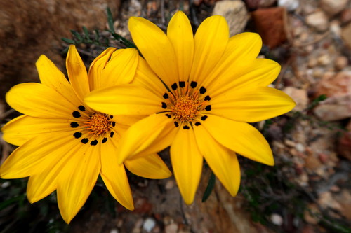 Gazania krebsiana