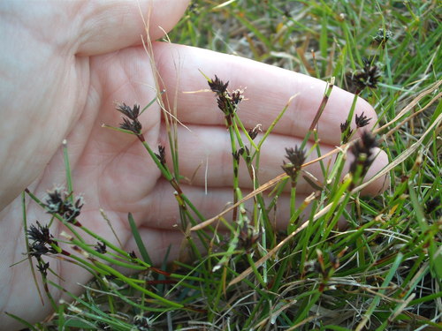 Schoenus apogon Roem. & Schult.