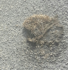 Erinaceus europaeus