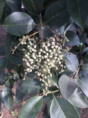 Ligustrum lucidum