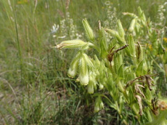 Onosma tricerosperma