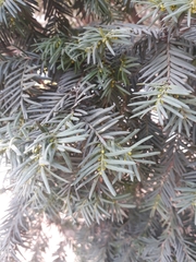 Taxus