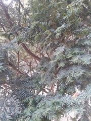 Taxus