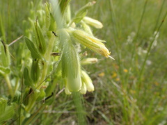 Onosma tricerosperma