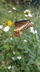 Catasticta flisa flisa