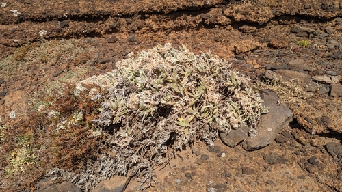Helichrysum devium (Helichrysum devium)