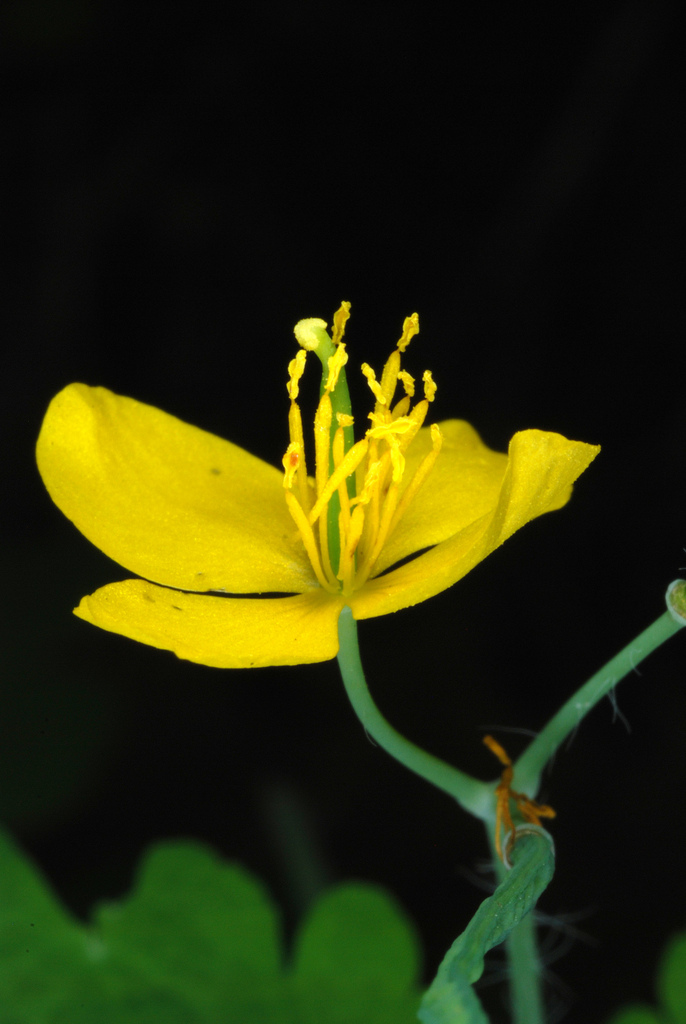 Chelidonium majus, Highland Park, Rochester, NY 14620, USA