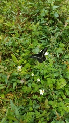 Catasticta flisa flisa