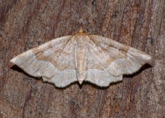 Metarranthis indeclinata