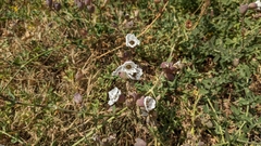 Silene uniflora image