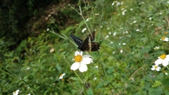 Catasticta flisa flisa