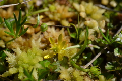 Ranunculus glabrifolius